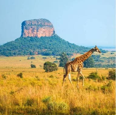 Safari big five & découverte 8 jours avec noussoukitravel