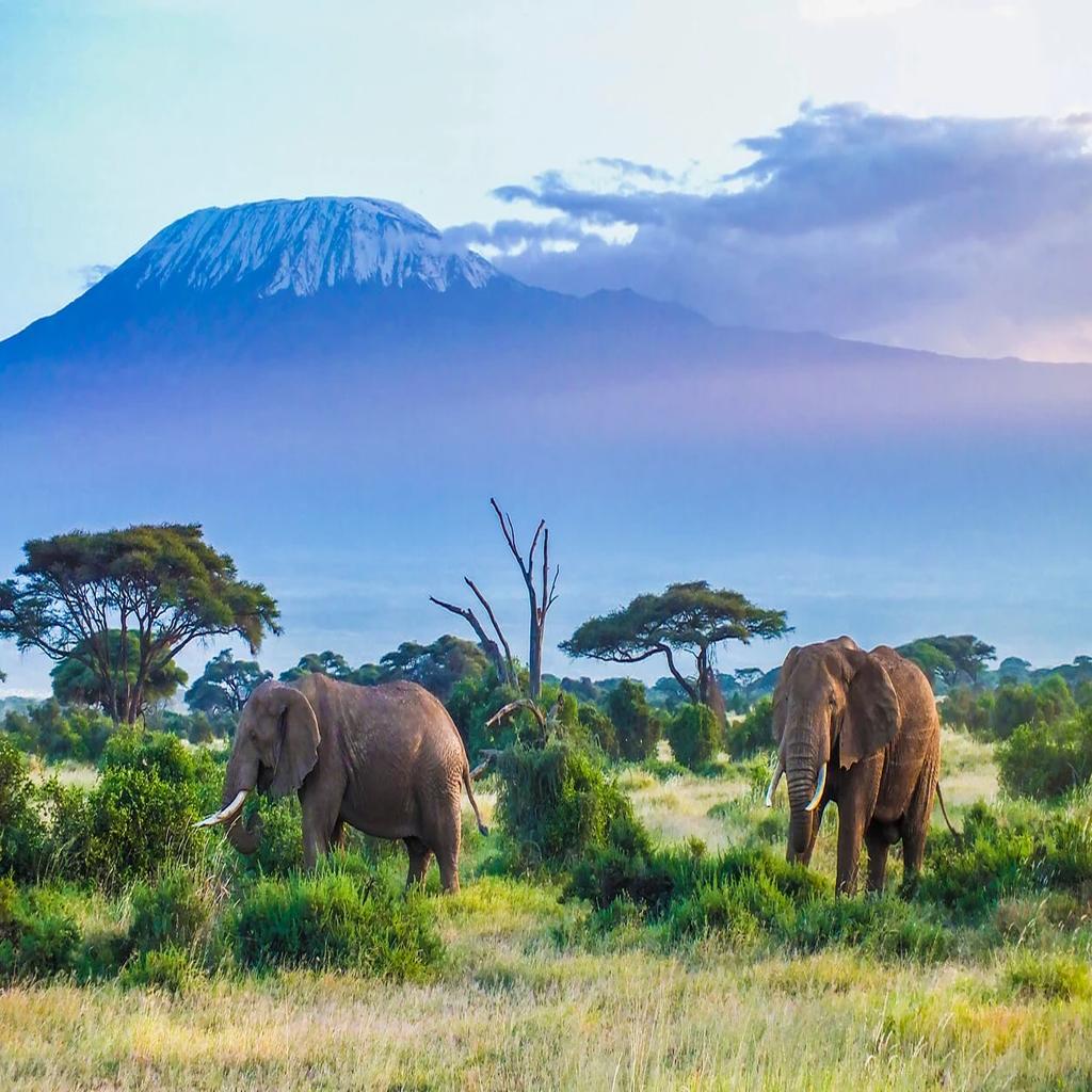 Safari grande migration & Zanzibar 1