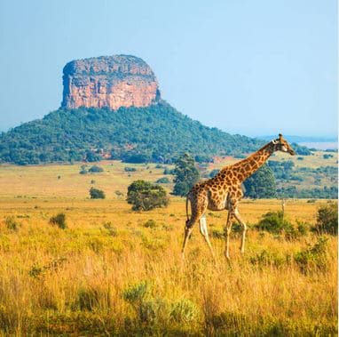 Safari big five & découverte 8 jours