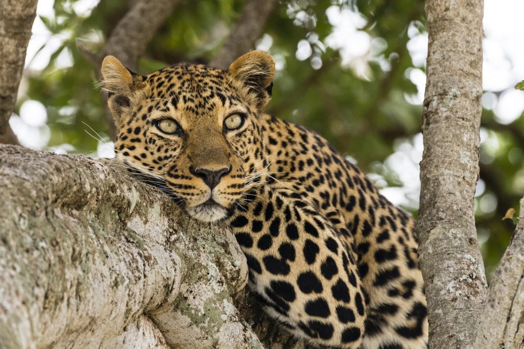 Safari grande migration nord 7 jours