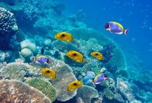 ile maurice plongée villa privée piscine sans vis à vis séjour halal noussouki travel rivière noire musliml friendly